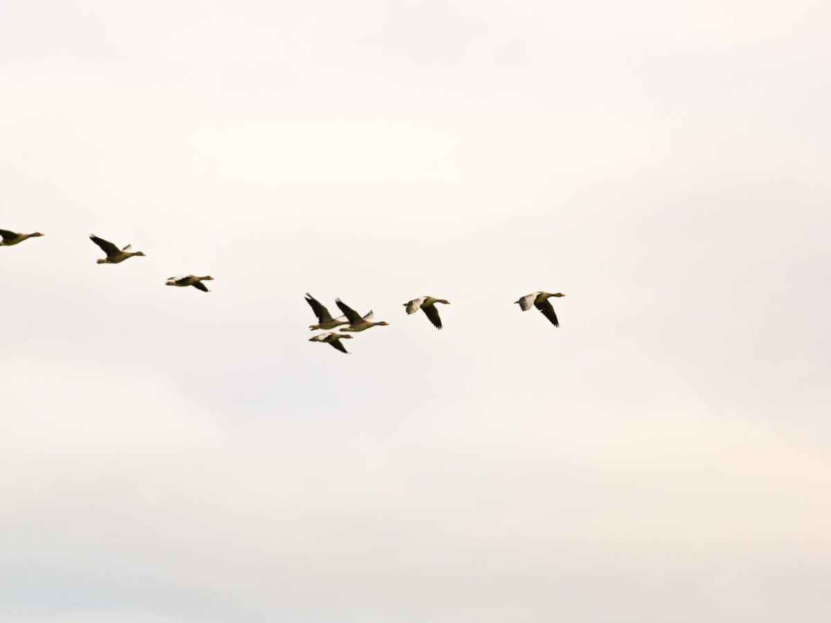 The Bird In The&nbsp;Tree